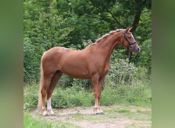 Kuc walijski sekcji B, Klacz, 6 lat, 133 cm, Kasztanowata