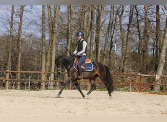 Kuc walijski sekcji B, Klacz, 6 lat, 140 cm, Ciemnogniada