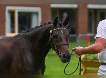 Kuc walijski sekcji B, Klacz, 6 lat, 140 cm, Ciemnogniada