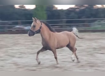 Kuc walijski sekcji B, Klacz, 7 lat, 120 cm, Izabelowata