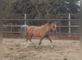 Kuc walijski sekcji B, Klacz, 7 lat, 120 cm, Izabelowata