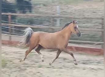 Kuc walijski sekcji B, Klacz, 7 lat, 120 cm, Izabelowata