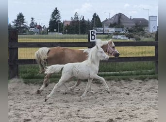 Kuc walijski sekcji B, Klacz, 7 lat, 122 cm, Izabelowata