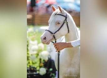 Kuc walijski sekcji B, Klacz, 7 lat, 125 cm, Cremello