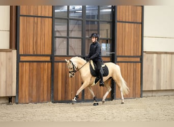 Kuc walijski sekcji B, Klacz, 7 lat, 127 cm, Izabelowata