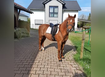 Kuc walijski sekcji B, Klacz, 7 lat, 130 cm