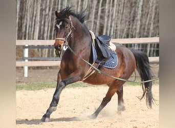 Kuc walijski sekcji B, Klacz, 7 lat, 132 cm, Gniada