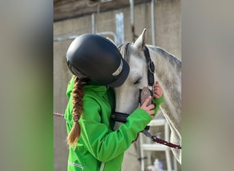 Kuc walijski sekcji B, Klacz, 7 lat, 132 cm, Siwa