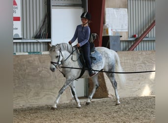Kuc walijski sekcji B, Klacz, 7 lat, 136 cm, Siwa jabłkowita