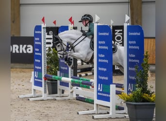 Kuc walijski sekcji B, Klacz, 8 lat, 121 cm, Siwa jabłkowita