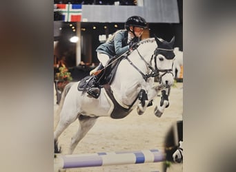 Kuc walijski sekcji B, Klacz, 8 lat, 121 cm, Siwa jabłkowita