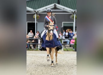 Kuc walijski sekcji B, Klacz, 8 lat, 127 cm, Izabelowata