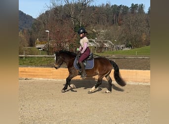 Kuc walijski sekcji B Mix, Klacz, 8 lat, 130 cm, Gniada