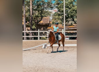 Kuc walijski sekcji B, Klacz, 8 lat, 134 cm, Kasztanowata