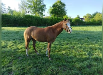 Kuc walijski sekcji B, Klacz, 8 lat, 134 cm, Kasztanowata