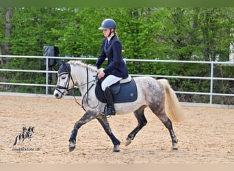 Kuc walijski sekcji B Mix, Klacz, 8 lat, 135 cm, Siwa