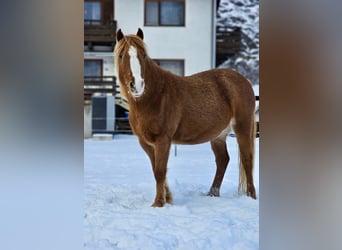 Kuc walijski sekcji B Mix, Klacz, 9 lat, 120 cm, Kasztanowata