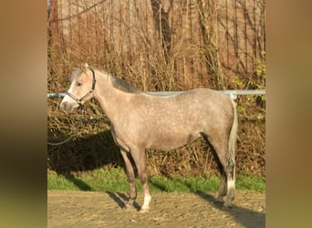 Kuc walijski sekcji B, Klacz, 9 lat, 134 cm, Izabelowata