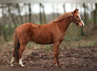 Kuc walijski sekcji B, Klacz, 9 lat, 136 cm