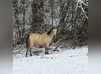 Kuc walijski sekcji B, Klacz, Źrebak (05/2023), 131 cm, Bułana