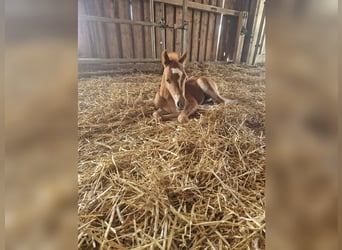 Kuc walijski sekcji B, Klacz, Źrebak (07/2025), 134 cm, Kasztanowata