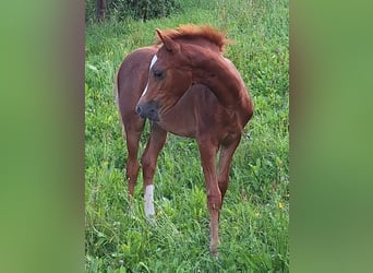 Kuc walijski sekcji B, Klacz, Źrebak (05/2024), 135 cm, Ciemnokasztanowata