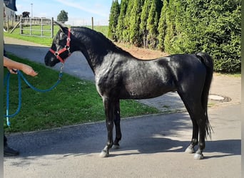 Kuc walijski sekcji B, Ogier, 10 lat, 130 cm, Kara