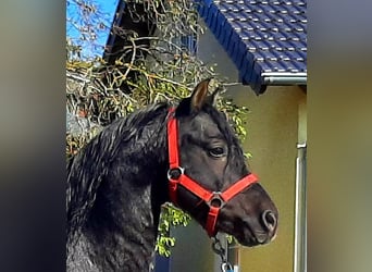 Kuc walijski sekcji B, Ogier, 10 lat, 130 cm, Kara