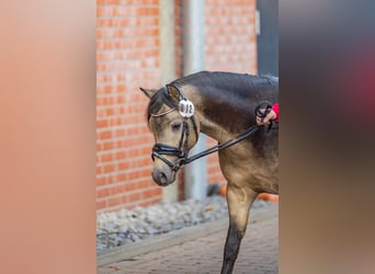 Kuc walijski sekcji B, Ogier, 2 lat, 128 cm, Jelenia