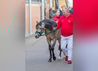 Kuc walijski sekcji B, Ogier, 2 lat, 128 cm, Jelenia