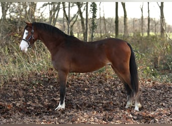 Kuc walijski sekcji B, Ogier, 2 lat, 131 cm, Gniada