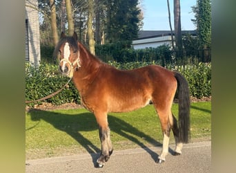 Kuc walijski sekcji B, Ogier, 3 lat, 118 cm, Gniada