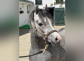 Kuc walijski sekcji B, Ogier, 3 lat, 124 cm, Siwa