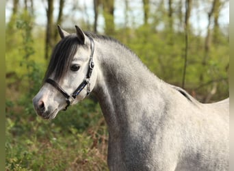 Kuc walijski sekcji B, Ogier, 5 lat, 124 cm, Siwa