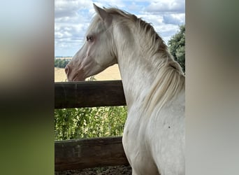 Kuc walijski sekcji B, Ogier, 8 lat, 124 cm, Perlino
