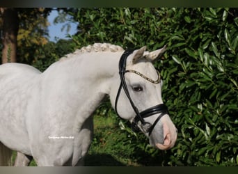 Kuc walijski sekcji B, Ogier, 8 lat, 141 cm, Siwa