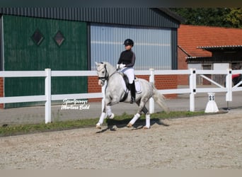 Kuc walijski sekcji B, Ogier, 8 lat, 141 cm, Siwa