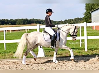 Kuc walijski sekcji B, Ogier, 8 lat, 141 cm, Siwa