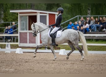 Kuc walijski sekcji B, Ogier, 8 lat, 141 cm, Siwa