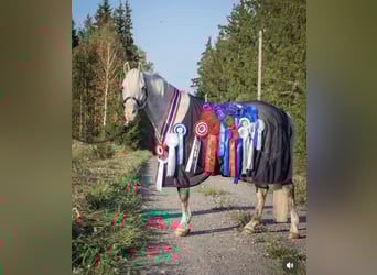Kuc walijski sekcji B, Ogier, 8 lat, 141 cm, Siwa