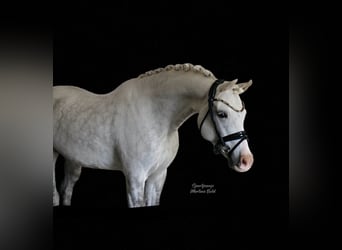 Kuc walijski sekcji B, Ogier, 8 lat, 141 cm, Siwa