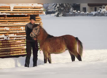 Kuc walijski sekcji B, Ogier, Źrebak (04/2023), 135 cm, Formy Brown Falb