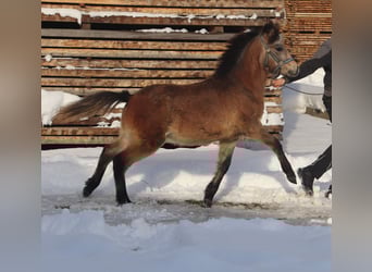 Kuc walijski sekcji B, Ogier, Źrebak (04/2023), 135 cm, Formy Brown Falb