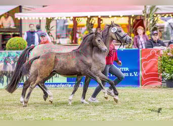Kuc walijski sekcji B, Ogier, Źrebak (05/2025), Gniada
