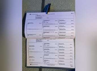 Kuc walijski sekcji B, Ogier, Źrebak (01/2023), Kasztanowata