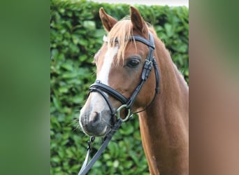 Kuc walijski sekcji B, Wałach, 11 lat, 130 cm, Kasztanowata