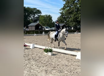 Kuc walijski sekcji B, Wałach, 11 lat, 132 cm, Siwa jabłkowita