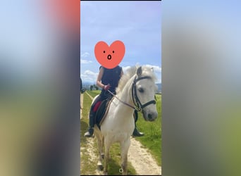 Kuc walijski sekcji B Mix, Wałach, 13 lat, 123 cm, Siwa