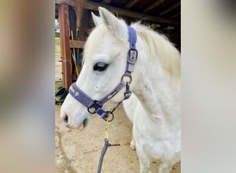 Kuc walijski sekcji B Mix, Wałach, 13 lat, 130 cm, Siwa jabłkowita