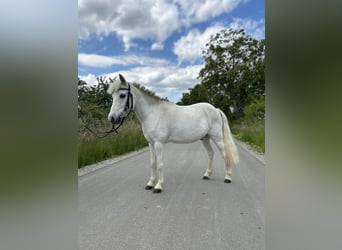 Kuc walijski sekcji B Mix, Wałach, 14 lat, 120 cm, Siwa